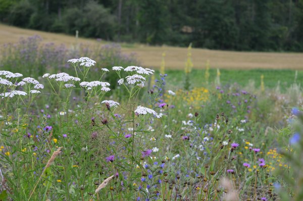 Flower strips.